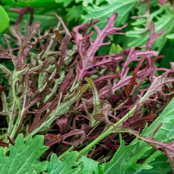 mizuna-ruby-red-streaks-seeds-1 mizuna-ruby-red-streaks-seeds-1