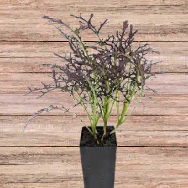 mizuna-ruby-red-streaks-seeds-2 mizuna-ruby-red-streaks-seeds-2