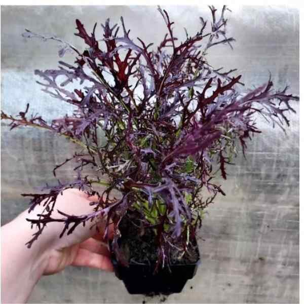 mizuna-ruby-red-streaks-seeds-7
