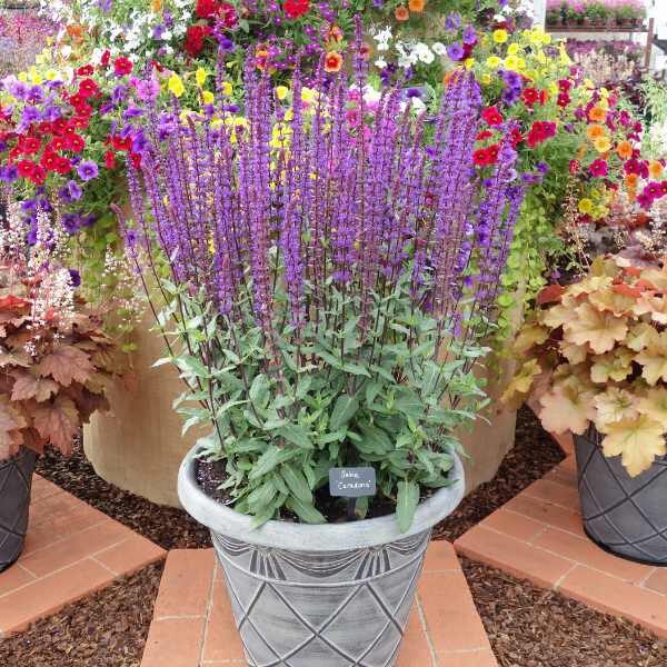 salvia-tericolour-seed-styled-3 salvia-tericolour-seed-styled-3