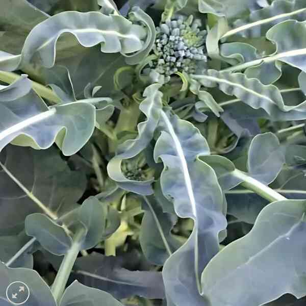 broccoli-spigarello-seeds-5 broccoli-spigarello-seeds-5