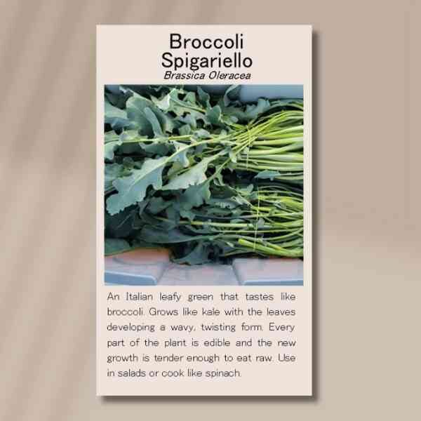 broccoli-spigariello-seed-packet-front broccoli-spigariello-seed-packet-front