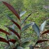 native-blue-ginger-seeds-2