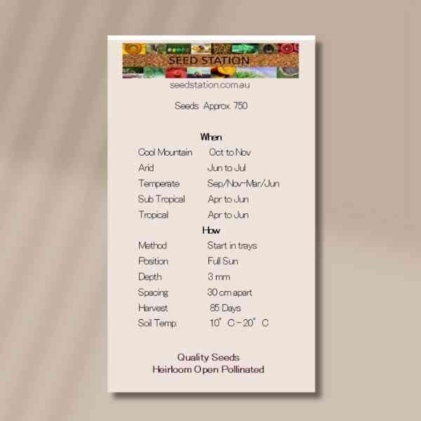 radicchio-palla-rossi-back-1 radicchio-palla-rossi-back-1