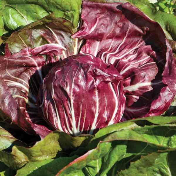radicchio-palla-rossi-seeds-4