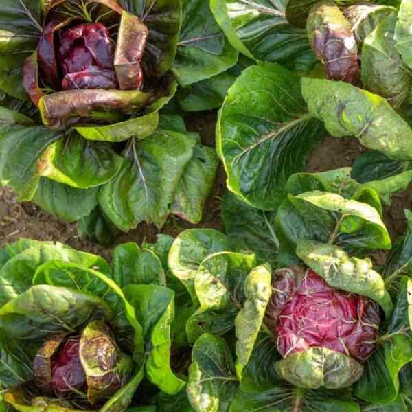 radicchio-palla-rossi-seeds-5