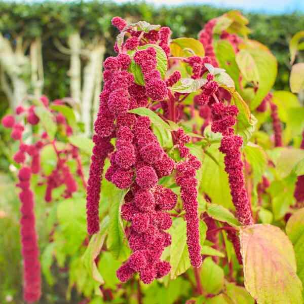 amaranth-love-lies-bleeding-seeds-2 amaranth-love-lies-bleeding-seeds-2