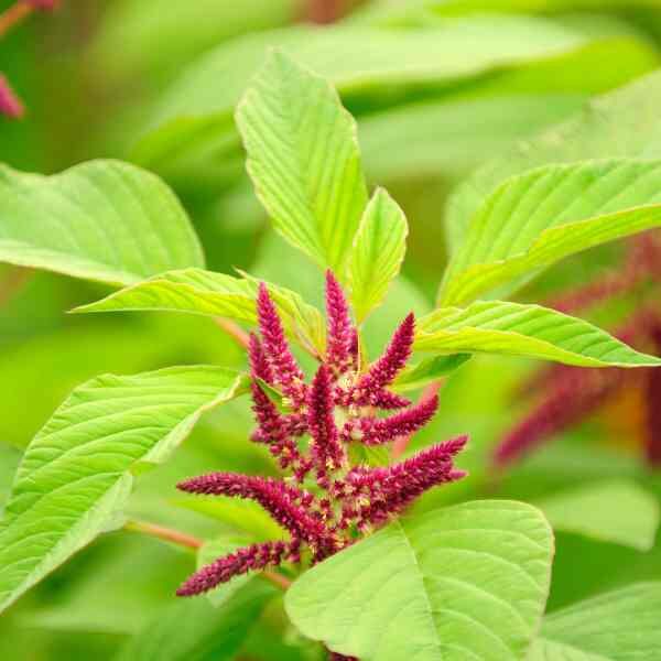 amaranth-love-lies-bleeding-seeds-3 amaranth-love-lies-bleeding-seeds-3