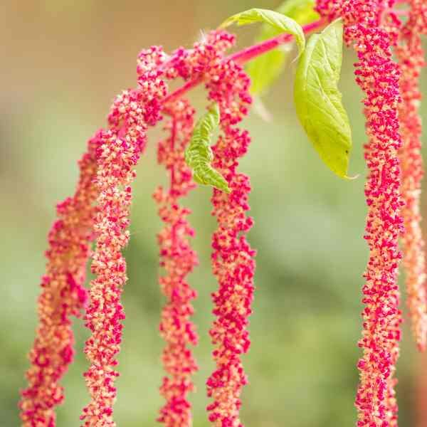 amaranth-love-lies-bleeding-seeds-4 amaranth-love-lies-bleeding-seeds-4