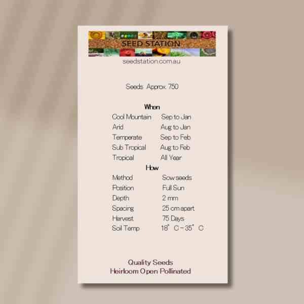 basil-holy-red-back basil-holy-red-back