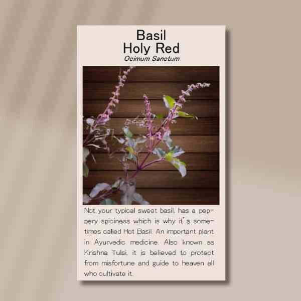 basil-holy-red-front basil-holy-red-front