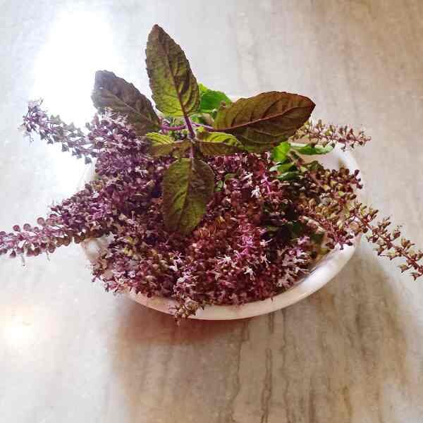 basil-holy-red-seeds-2 basil-holy-red-seeds-2