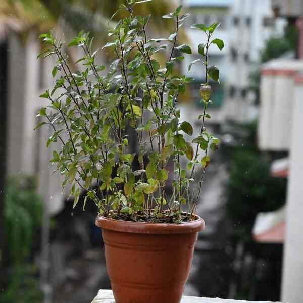 basil-holy-red-seeds-4 basil-holy-red-seeds-4