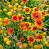 gaillardia-goblin-flower-seeds-2