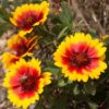 gaillardia-goblin-flower-seeds-3