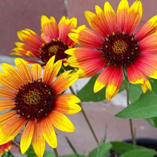 gaillardia-goblin-flower-seeds-4 gaillardia-goblin-flower-seeds-4