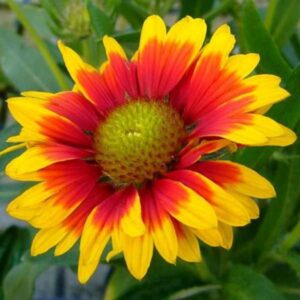 Gaillardia