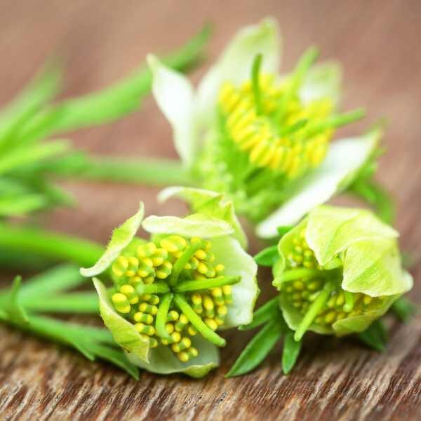 nigella-transformer-seed3 nigella-transformer-seed3