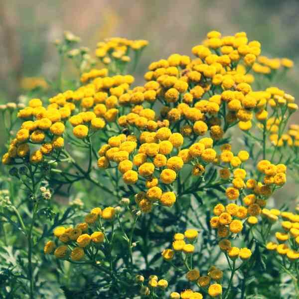 tansy-seeds-3 tansy-seeds-3