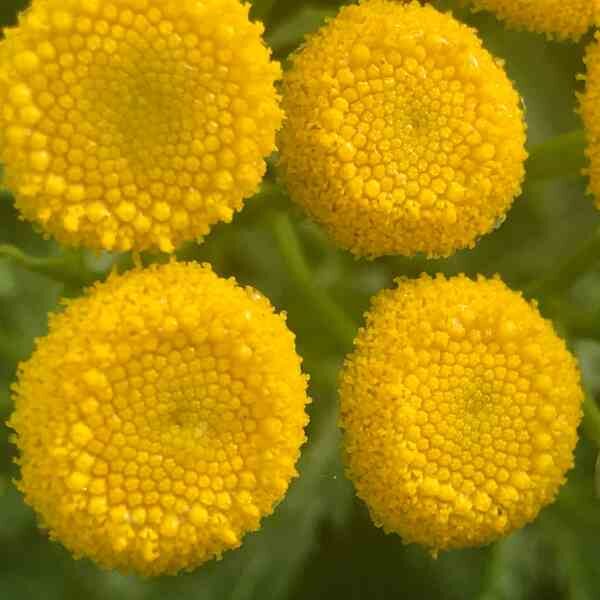 tansy-seeds-4 tansy-seeds-4