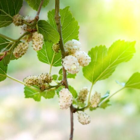 white-mulberry-seeds-2