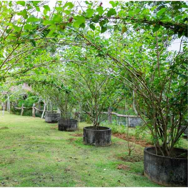 white-mulberry-seeds-7