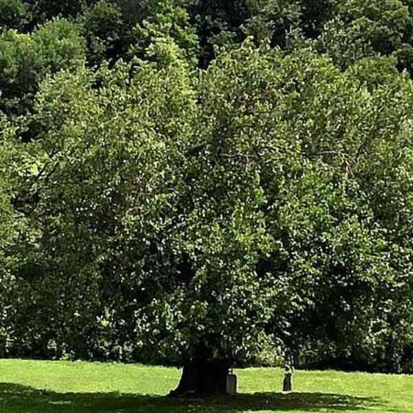 white-mulberry-tree-seeds-7 white-mulberry-tree-seeds-7