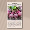 beetroot-melbourne-early- boltardy-front