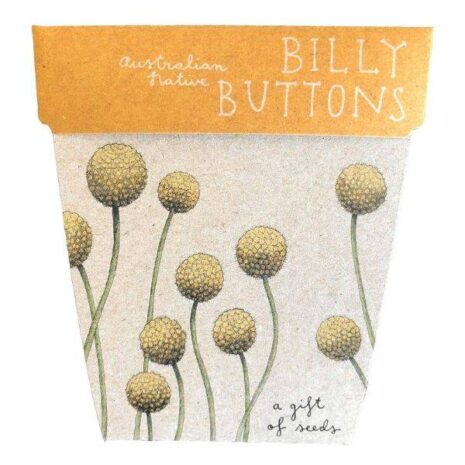 billy-buttons-gift-of-seeds-front-600x600