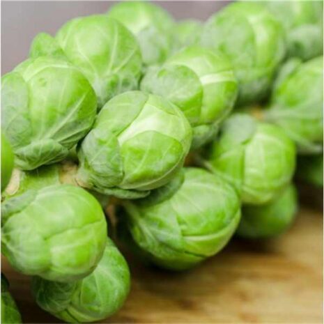 brussels-sprout=groninger-seeds
