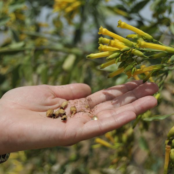 Heirloom Seeds: An Introductory Guide For Seed Enthusiasts