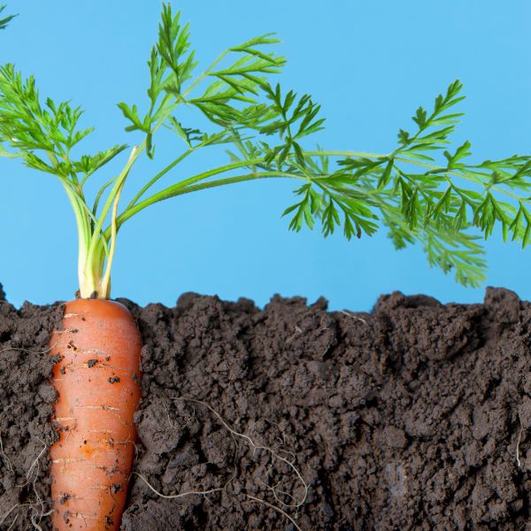 Seed saving: Carrots
