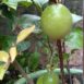 passion-fruit-plant-growing