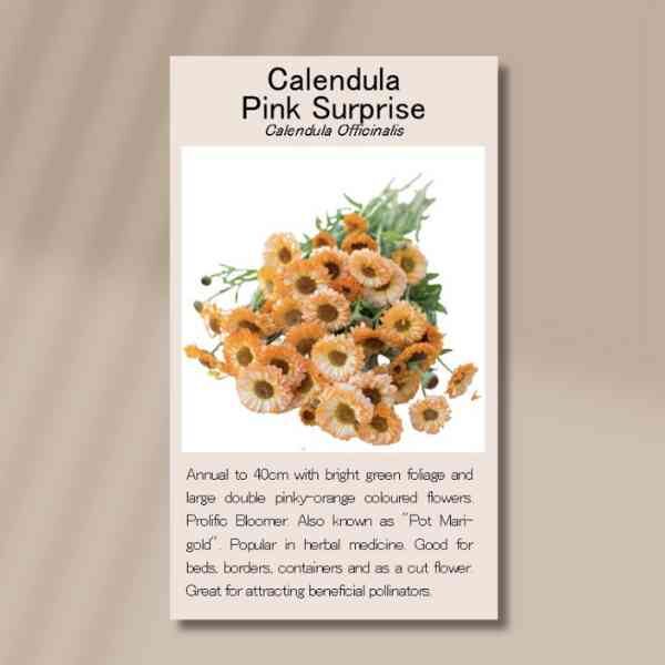 calendula-pink-surprise-front calendula-pink-surprise-front