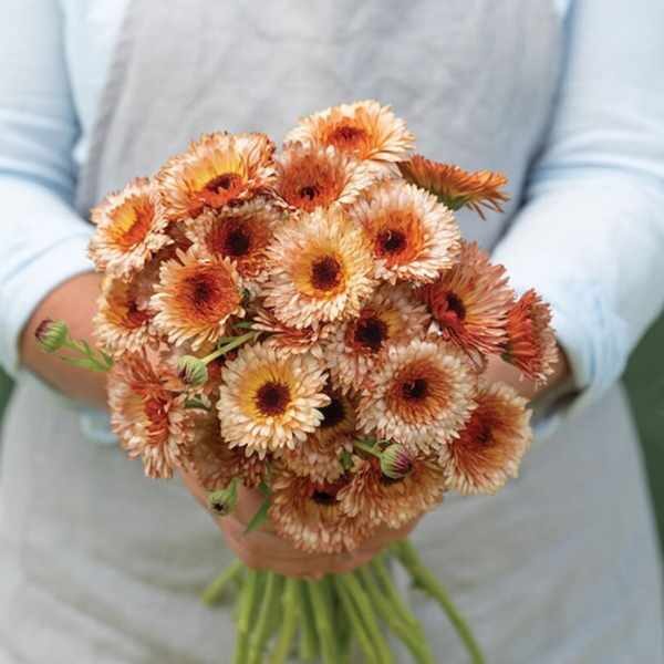 calendula-pink-surprise-seed2 calendula-pink-surprise-seed2