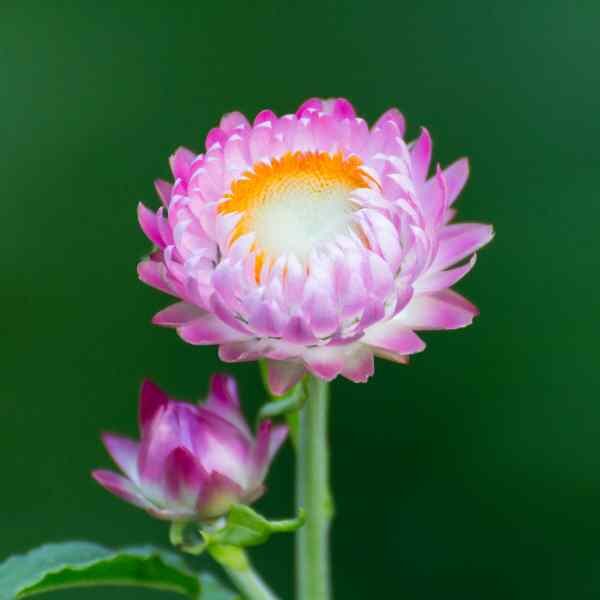 everlastings-seeds-1 everlastings-seeds-1