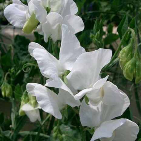 flower-sweetpea-white-seeds