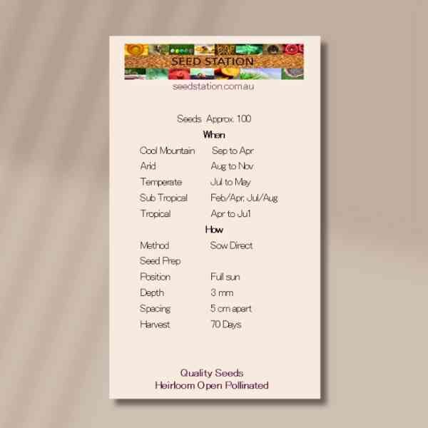 spring-onion-lisbon-back spring-onion-lisbon-back