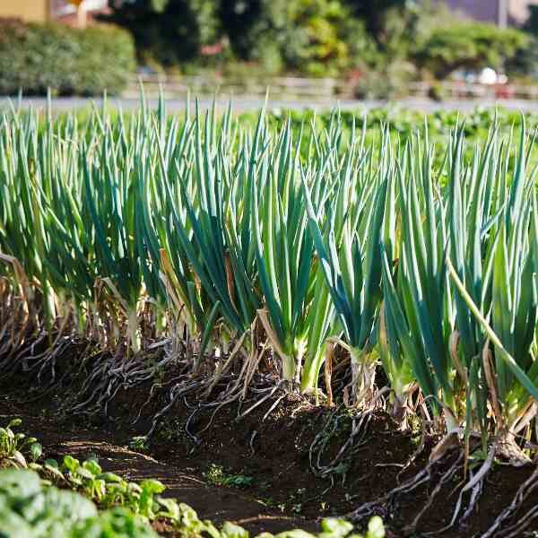 spring-onion-lisbon-seeds-2 spring-onion-lisbon-seeds-2