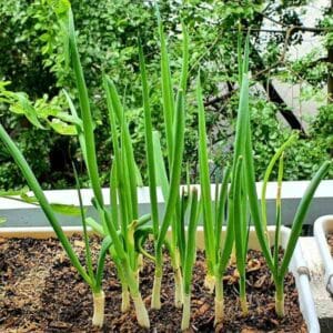 spring-onion-lisbon-seeds-3