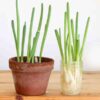 spring-onion-lisbon-seeds-4