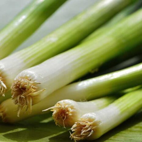 spring-onion-white-lisbon-seeds