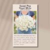 sweet-pea-royal-white-back