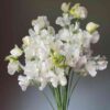 sweetpea-royal-white-seeds 2