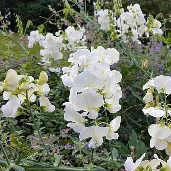 sweetpea-royal-white-seeds 3 sweetpea-royal-white-seeds 3