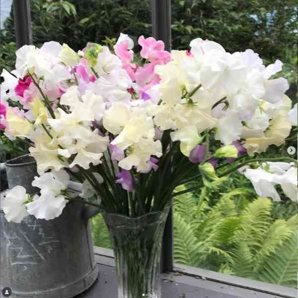 sweetpea-royal-white-seeds 4 sweetpea-royal-white-seeds 4