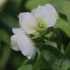 sweetpea-royal-white-seeds 5