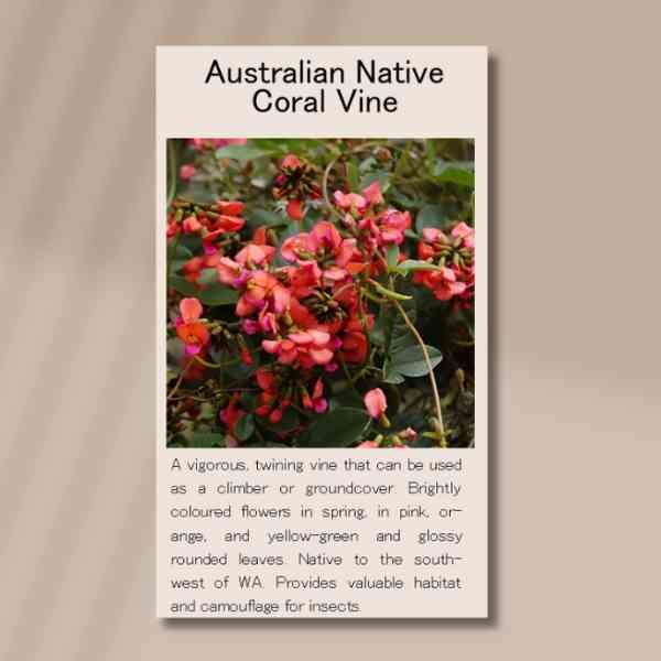 coral-vine-seed-packet-front-2 coral-vine-seed-packet-front-2