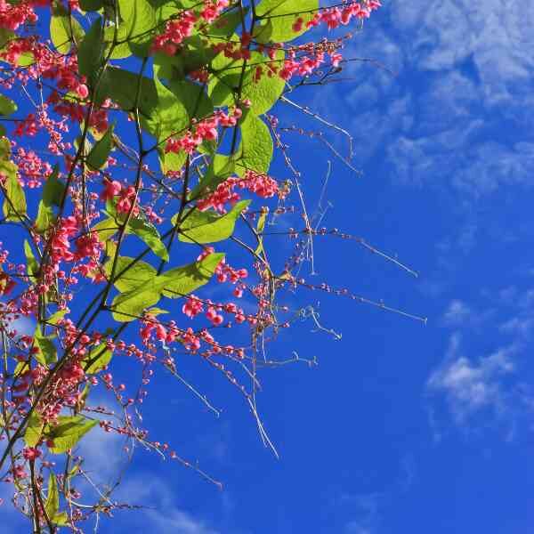 coral-vine-seeds-5 coral-vine-seeds-5