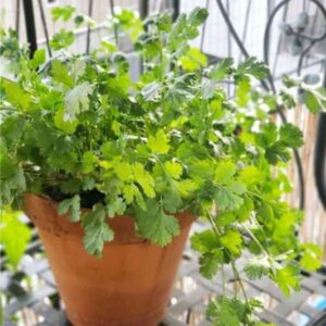 Coriander